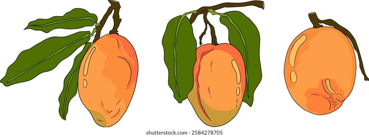 Hand drawn colored mango. Tropical fruit vector illustration. Botanical vintage objects	