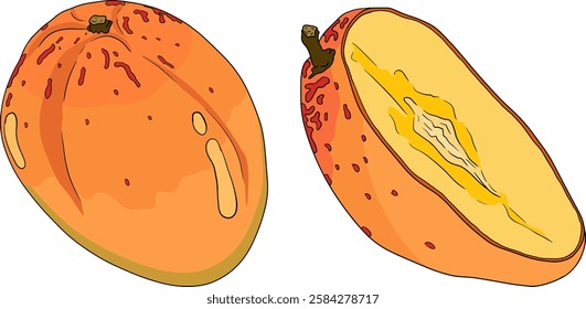 Hand drawn colored mango. Tropical fruit vector illustration. Botanical vintage objects	