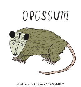 Hand drawn colored opossum illustration. Doodle animal drawn by hand.