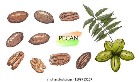Hand drawn colored pecan nut set isolated on white background.Vintage food sketch, engraved style vector illustration.