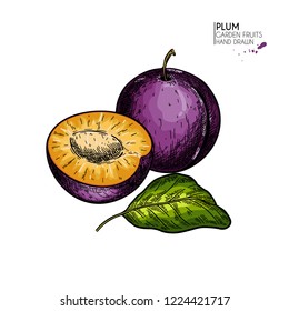Hand drawn colored plum, half and leaf. Vector engraved illustration. Juicy natural fruit. Food healthy ingredient. For cooking, cosmetic package design, medicinal herb, treating, healt care.