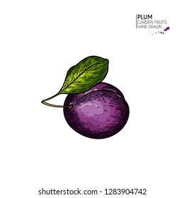 Hand drawn colored plum and leaf. Vector engraved illustration. Juicy natural fruit. Food healthy ingredient. For cooking, cosmetic package design, medicinal herb, treating, healt care.
