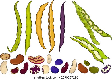 Hand drawn colored Pods and beans for your design.