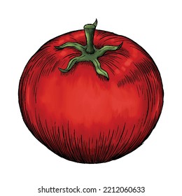 handgezeichneter roter Tomatenskizze, Vektorgrafik
