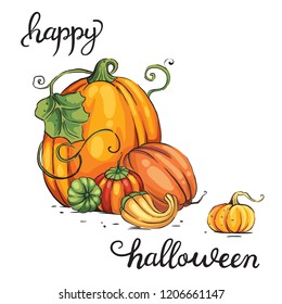 Hand drawn colored ripe pumpkins different size  Vector illustration isolated white background 