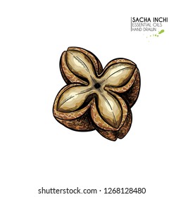 Hand drawn colored sacha inchi star capsula. Engraved vector illustration. Medical plant. Moisturizing serum,essential oil. Cosmetic, medicine, treating, aromatherapy package design skincare