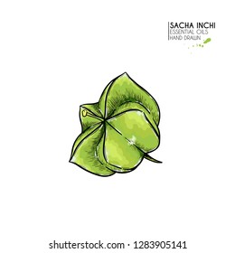 Hand drawn colored sacha inchi star capsula. Engraved vector illustration. Medical plant. Moisturizing serum,essential oil. Cosmetic, medicine, treating, aromatherapy package design skincare