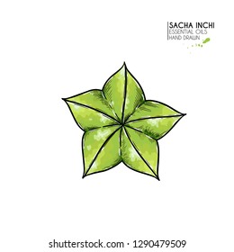 Hand drawn colored sacha inchi star capsula. Engraved vector illustration. Medical plant. Moisturizing serum,essential oil. Cosmetic, medicine, treating, aromatherapy package design skincare