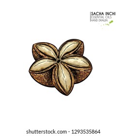 Hand drawn colored sacha inchi star capsula. Engraved vector illustration. Medical plant. Moisturizing serum,essential oil. Cosmetic, medicine, treating, aromatherapy package design skincare