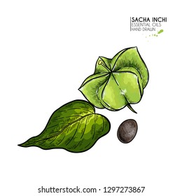 Hand drawn colored sacha inchi star capsula. Engraved vector illustration. Medical plant. Moisturizing serum,essential oil. Cosmetic, medicine, treating, aromatherapy package design skincare