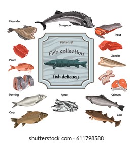 Hand drawn colored seafood collection with whole and parts fishes of different kinds isolated vector illustration