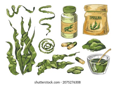 Hand drawn colored set of spirulina elements isolated on white background. Vector sketch illustration of green algae. Healthy super food made from spirulina. Vegan food.