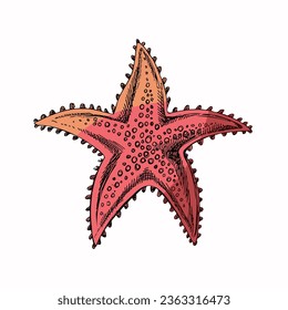 Hand drawn colored sketch of marine Starfish, ocean aquatic underwater vector. Engraving illustration on white background.	