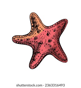 Hand drawn colored sketch of marine Starfish, ocean aquatic underwater vector. Engraving illustration on white background.	