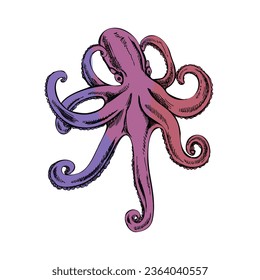 Hand drawn colored sketch of octopus. Vector aquatic monochrome  illustration isolated on white background.	