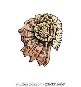 Hand drawn colored sketch of  prehistoric ammonite, seashell. Sketch style vector illustration isolated on white background.	