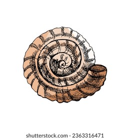 Hand drawn colored sketch of  prehistoric ammonite, seashell. Sketch style vector illustration isolated on white background.	