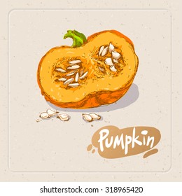 Hand drawn colored sketch of pumpkin on texture paper background. Vector vintage line art illustration of vegetable. Decorative element for your food and natural product  design.
