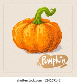 Hand drawn colored sketch of pumpkin on texture paper background. Vector vintage line art illustration of vegetable. Decorative element for your food and natural product  design.

