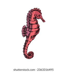 Hand drawn colored sketch of seahorse. Vector aquatic monochrome  illustration isolated on white background.	