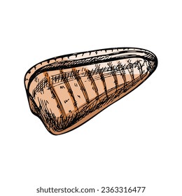 Hand drawn colored sketch of seashell, clam, conch, whelk. Scallop sea shell, sketch style vector illustration isolated on white background.	 