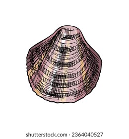 Hand drawn colored sketch of seashell, clam, conch. Scallop sea shell, sketch style vector illustration isolated on white background.	