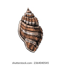 Hand drawn colored sketch of seashell, clam, conch. Scallop sea shell, sketch style vector illustration isolated on white background.	