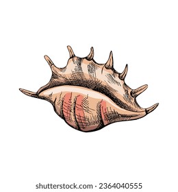 Handgezeichnete Skizze von Muschel, Muschel, Konch. Scallop-Muschel, Skizze-Stil, Vektorgrafik einzeln auf weißem Hintergrund.	