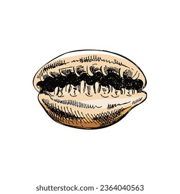 Hand drawn colored sketch of seashell, clam, conch. Scallop sea shell, sketch style vector illustration isolated on white background.	
