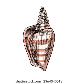 Hand drawn colored sketch of seashell, clam, conch. Scallop sea shell, sketch style vector illustration isolated on white background.
