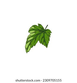 Hand drawn colored sketch of single blackcurrant leaf. Black berry tops, one sheet. Vector isolated illustration on white background