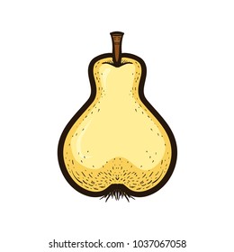 Hand drawn colored sketch style fruit pear isolated on white background. Bio food vector illustration collection  