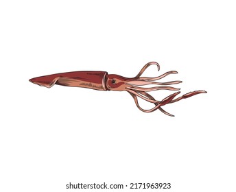 Hand drawn colored squid sketch style, vector illustration isolated on white background. Engraved underwater inhabitant, black outline. Marine mammals concept