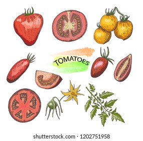 Hand drawn colored tomatoes set isolated on white background.Vintage food sketch, engraved style vector illustration.