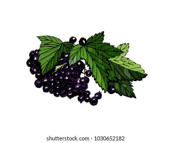 Hand drawn colored vector  with currant 
berries and leaf