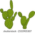 Hand drawn, colored, vector Opuntia fruit, prickly pear cactus, Indian figs, Edible cactus on white background.