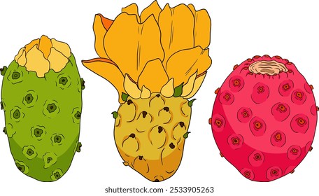 Desenhado à mão, colorido, vetor Opuntia fruta, espinhoso cactus de pera, figos indianos, cactos comestíveis em fundo branco.