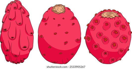 Desenhado à mão, colorido, vetor Opuntia fruta, espinhoso cactus de pera, figos indianos, cactos comestíveis em fundo branco.