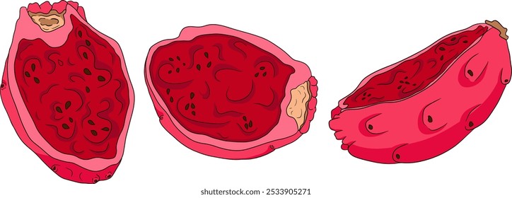 Desenhado à mão, colorido, vetor Opuntia fruta, espinhoso cactus de pera, figos indianos, cactos comestíveis em fundo branco.