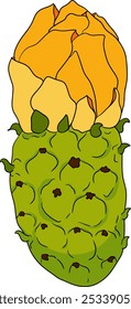 Desenhado à mão, colorido, vetor Opuntia fruta, espinhoso cactus de pera, figos indianos, cactos comestíveis em fundo branco.