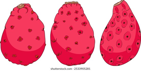 Hand drawn, colored, vector Opuntia fruit, prickly pear cactus, Indian figs, Edible cactus on white background.