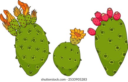 Desenhado à mão, colorido, vetor Opuntia fruta, espinhoso cactus de pera, figos indianos, cactos comestíveis em fundo branco.