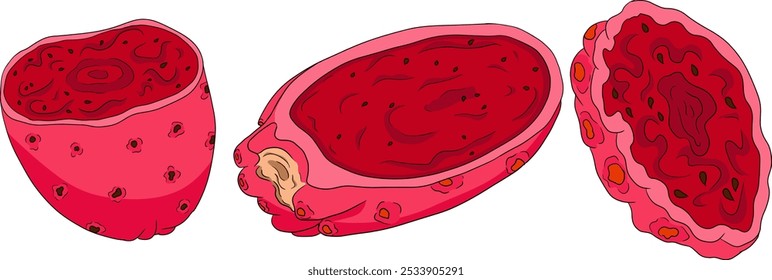 Desenhado à mão, colorido, vetor Opuntia fruta, espinhoso cactus de pera, figos indianos, cactos comestíveis em fundo branco.