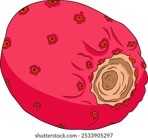 Desenhado à mão, colorido, vetor Opuntia fruta, espinhoso cactus de pera, figos indianos, cactos comestíveis em fundo branco.