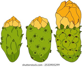 Desenhado à mão, colorido, vetor Opuntia fruta, espinhoso cactus de pera, figos indianos, cactos comestíveis em fundo branco.