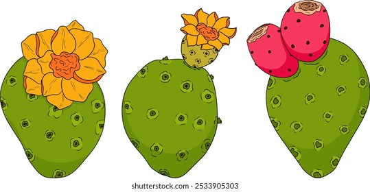 Desenhado à mão, colorido, vetor Opuntia fruta, espinhoso cactus de pera, figos indianos, cactos comestíveis em fundo branco.