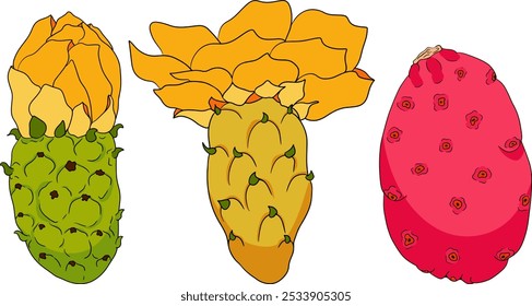 Desenhado à mão, colorido, vetor Opuntia fruta, espinhoso cactus de pera, figos indianos, cactos comestíveis em fundo branco.