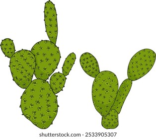 Desenhado à mão, colorido, vetor Opuntia fruta, espinhoso cactus de pera, figos indianos, cactos comestíveis em fundo branco.