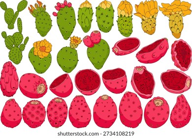 handgezeichnet, farbig, Vektor Opuntia Frucht, Stachelbirne Kaktus, Indische Feigen, Essbarer Kaktus	