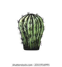 Hand drawn colored vector sketch of a cactus. Isolated element for design. Vintage illustration. Element for the design of labels, packaging and postcards. Monochrome drawing. 